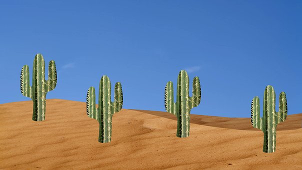Wüste, Kaktus, Himmel, Sahara, Sand