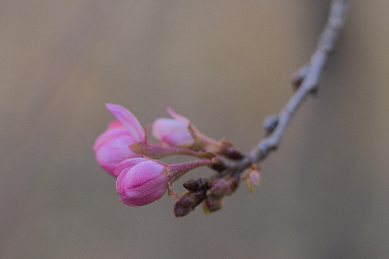 Blumen Knospen Schneekirsche