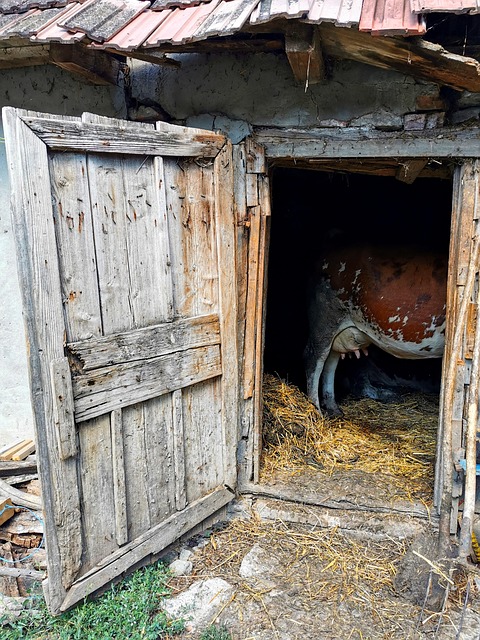 Rural, Celeiro, Vaca, Natureza Morta