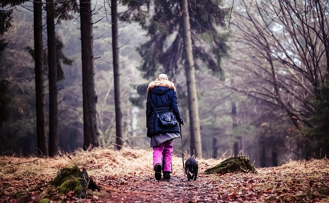 Hund, Skov, Kæledyr, Dyr, Efterår