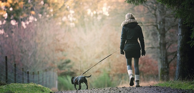 Hund, Kæledyr, Efterår, Gå, Skov, Natur