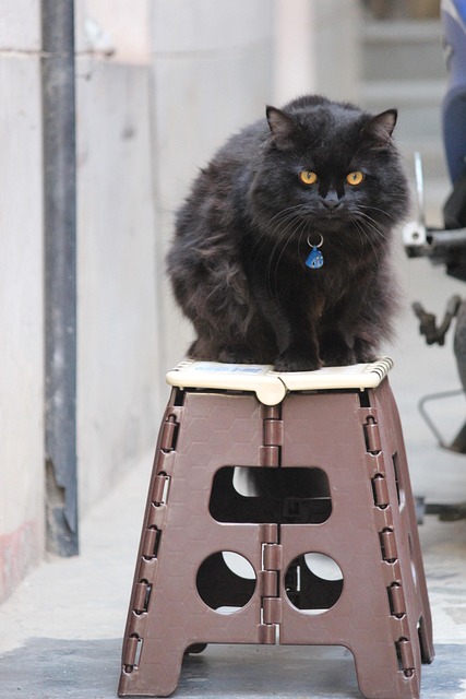 Free Cat Persian Cat photo and picture