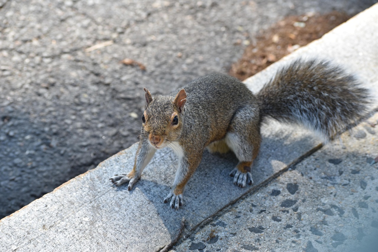 Squirrel - free online jigsaw puzzle photo