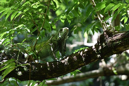 Free Iguana Lizard photo and picture