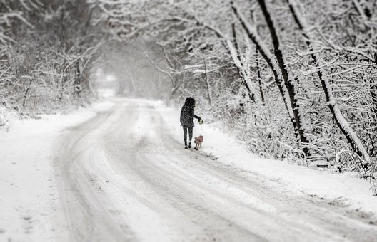 Kvinde, Hund, Sne, Vinter, Kold, Skov