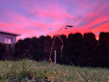 Blume, Natur, Nacht, Sonnenuntergang