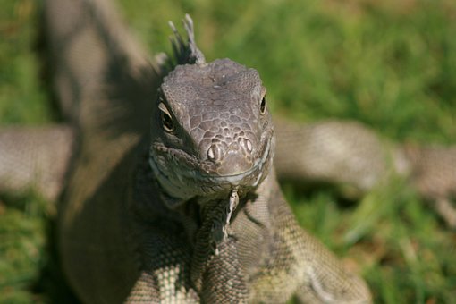 Free Iguana Reptile photo and picture
