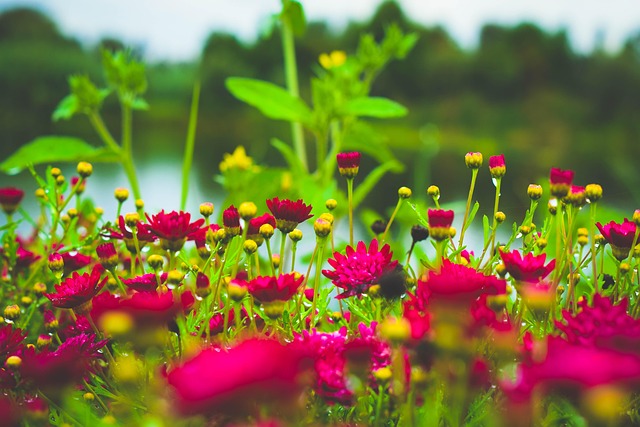 Blomster, Eng, Dal, Grøn, Natur