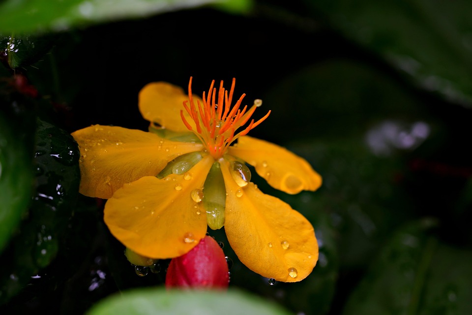 Hypercum Flora Flower - Free photo on Pixabay - Pixabay