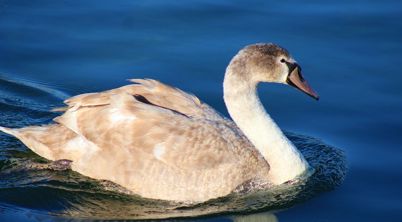Cygne Tuberculé Oiseau D'Eau - Photo gratuite sur Pixabay - Pixabay
