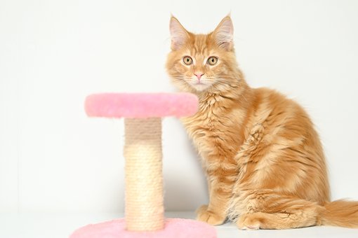 Gato, Gatinho, Gato De Coon De Maine