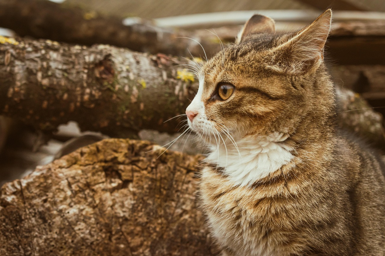 Cat Chaton Kitty - Photo gratuite sur Pixabay - Pixabay