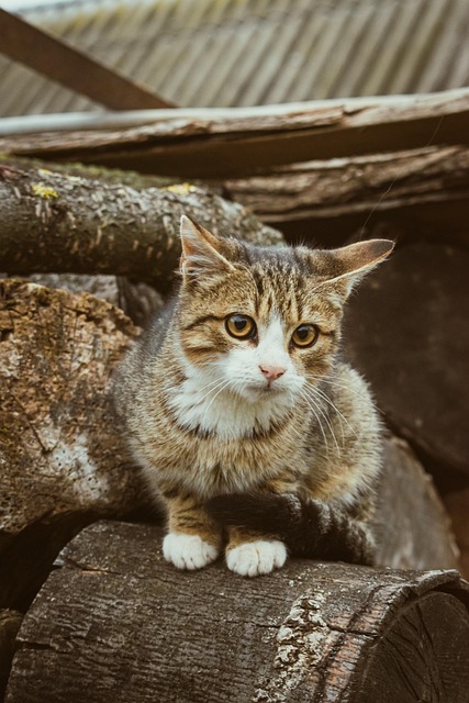 Free Cat Kitten photo and picture