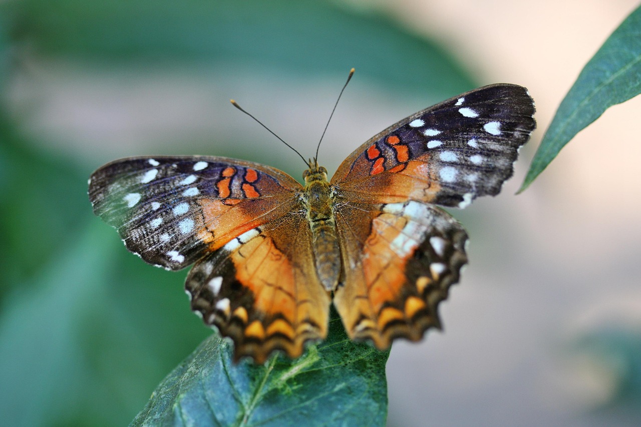 Class Insecta Butterfly