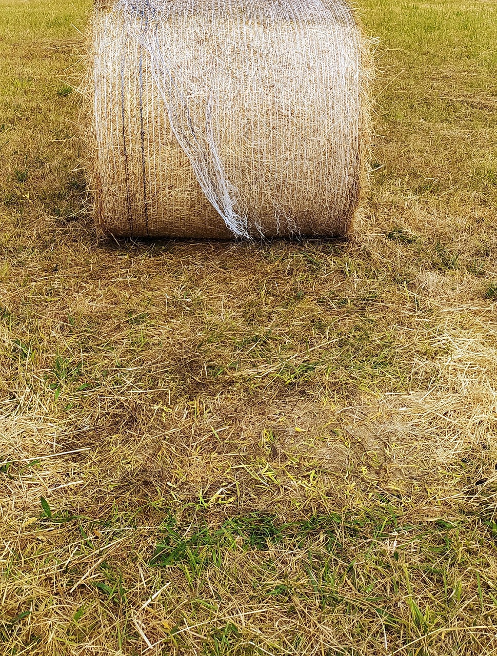 Straw Hay Agriculture Free photo on Pixabay Pixabay