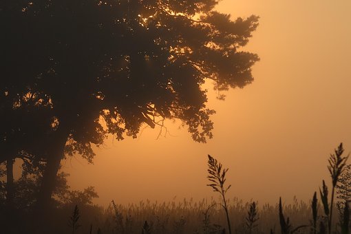 Free Sunrise Fog photo and picture