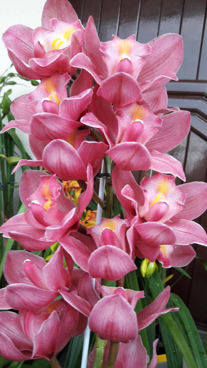 Orgide Have Blomst Orkidé - Gratis foto på Pixabay - Pixabay