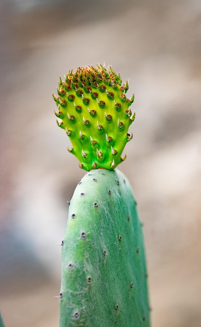 Cactus, Espinas, Suculento, Naturaleza