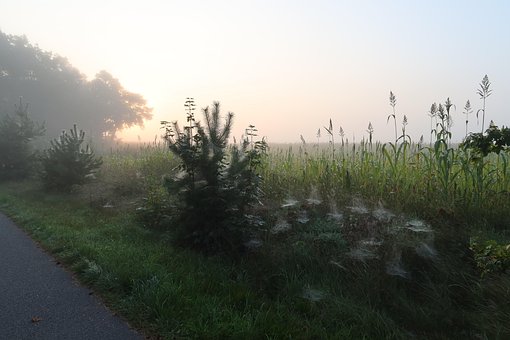 Free Morning Dew Spider Web photo and picture