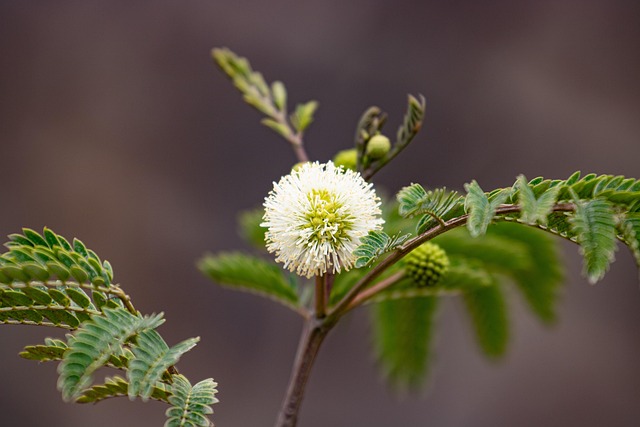 Flor, Bloom, Florecer, Botánica, Pétalos