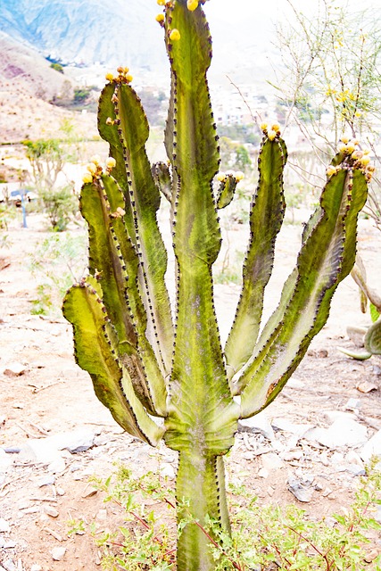 Cactus, Planta, Desierto