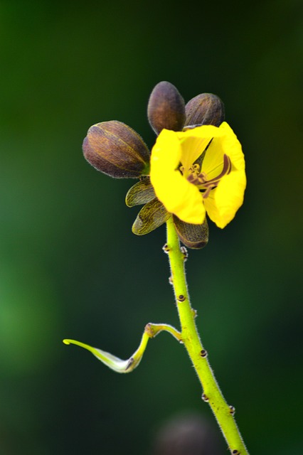 Free Flower Yellow photo and picture