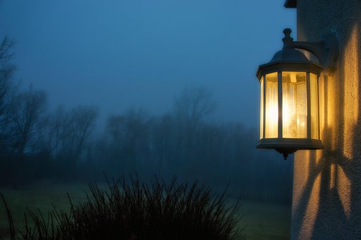 Free Fog Forest photo and picture