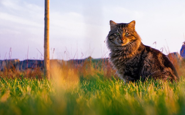 Free Cat Feline photo and picture