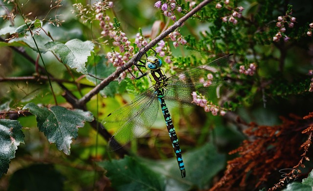 Free Dragonfly Insect photo and picture
