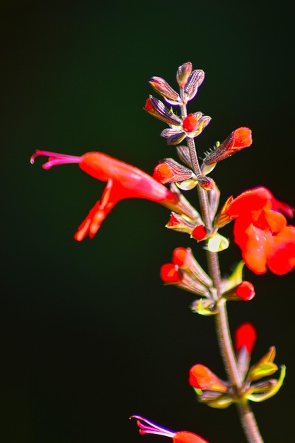 Free Flower Buds photo and picture