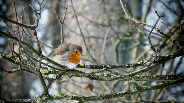 Free Bird Winter photo and picture