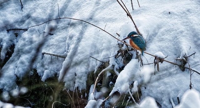 Free Bird Kingfisher photo and picture