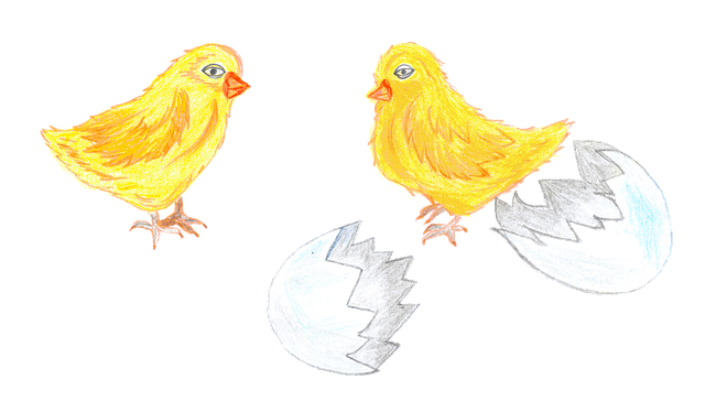 Free chicken pup egg vector
