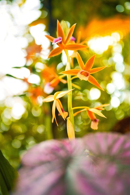Free Flower Plants photo and picture