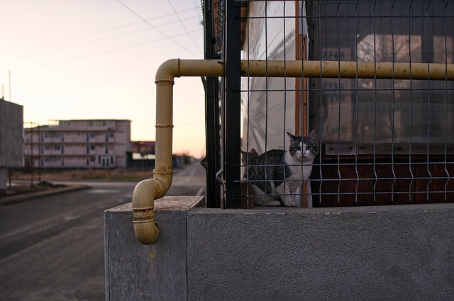 Free Cat Feline photo and picture