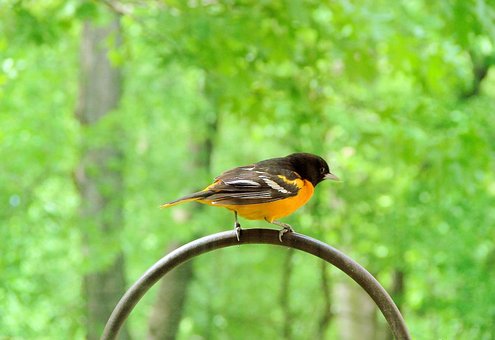Baltimore Oriole, Fugl, Skomagerens, Dyr