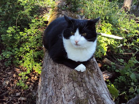 Kat, Feline, Amerikansk Korthår