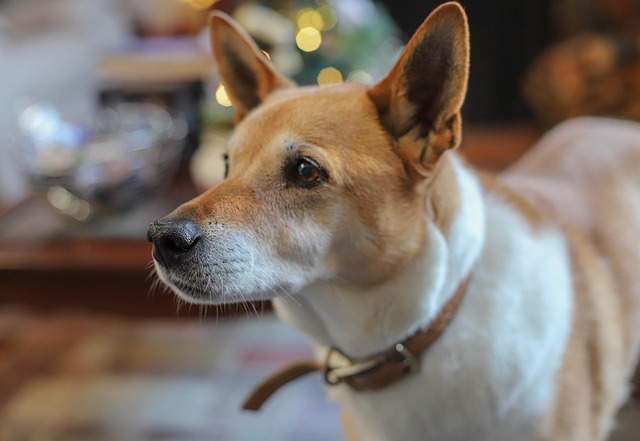 Hund, Portræt, Dyr, Venskab