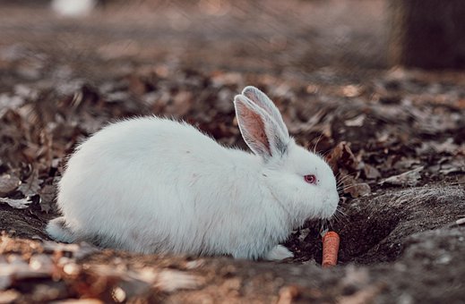 Hase, Tier, Natur, Gemüse, Spezies
