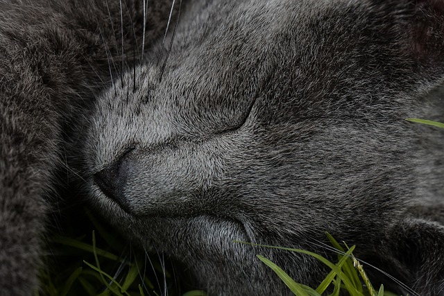 Free Cat Kitten photo and picture