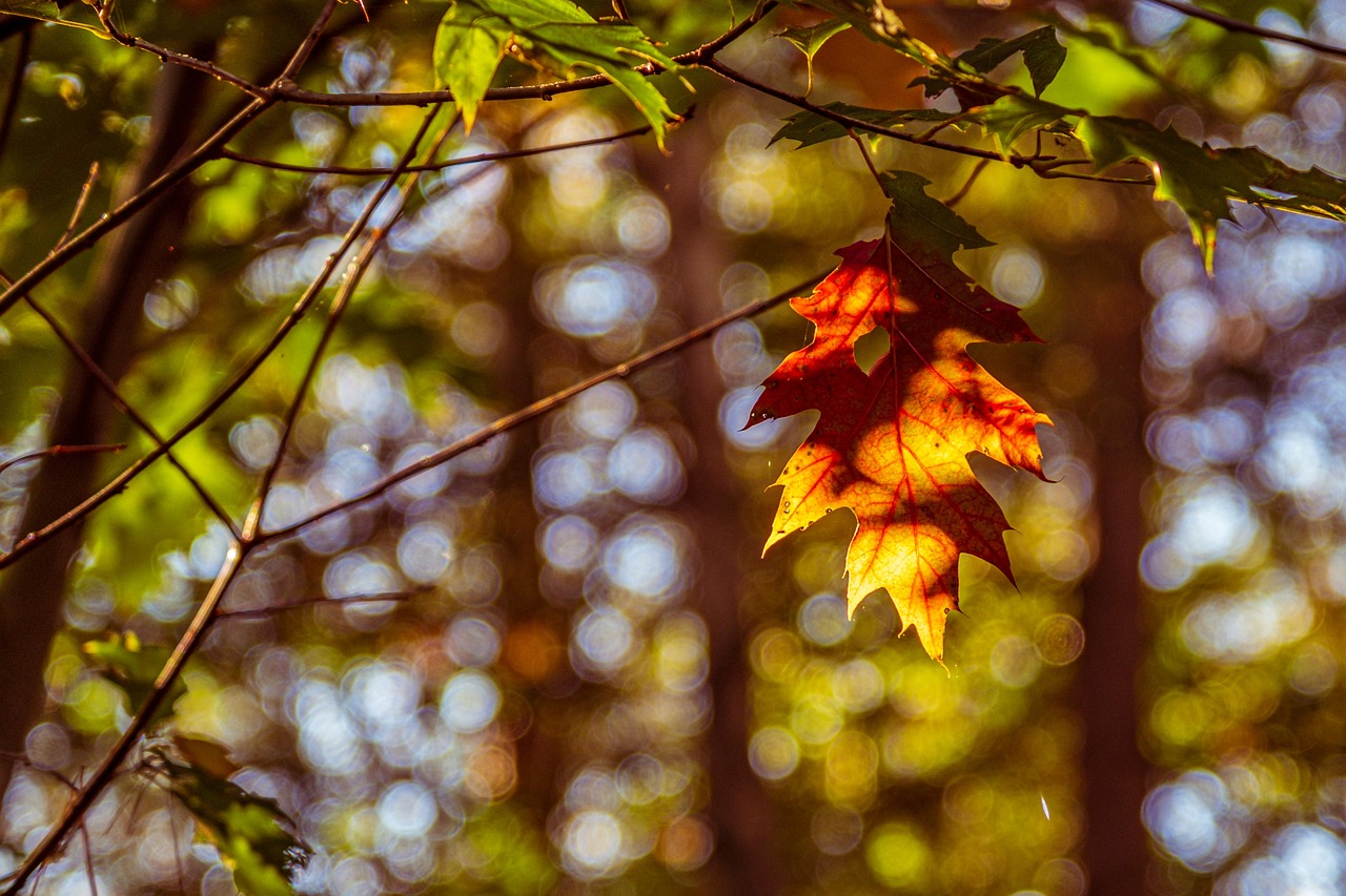 Folhas Folhagem Árvore Foto gratuita no