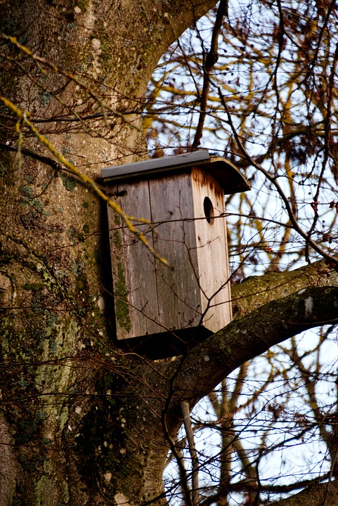 Birdhouse Nest Tree - Free photo on Pixabay