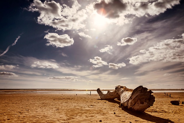 Baum, Stamm, Protokoll, Himmel, Strand
