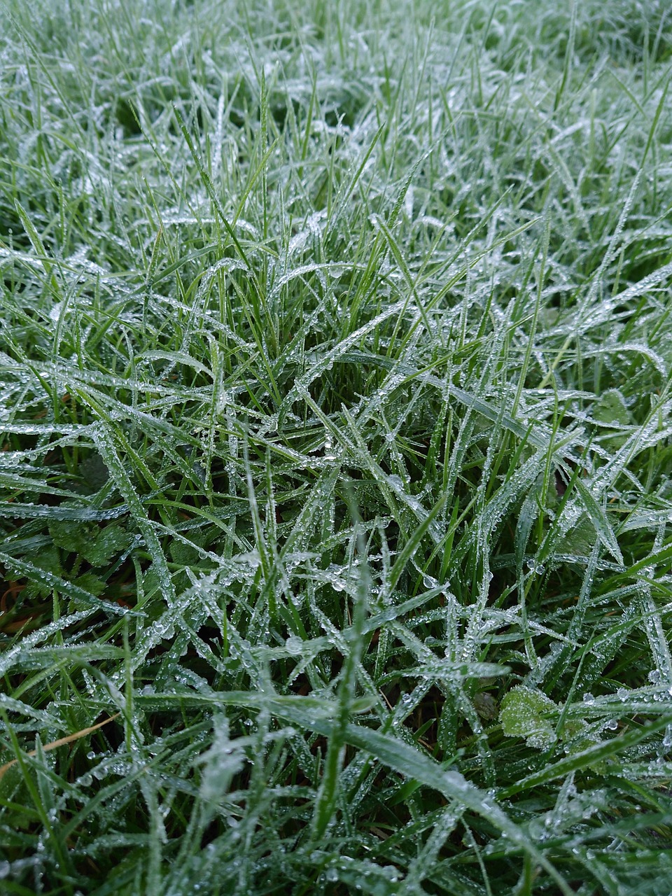 Frost Grass Water Free photo on Pixabay Pixabay