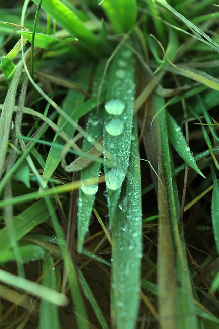 Gras, Natuur, Dauw, Water, Regen