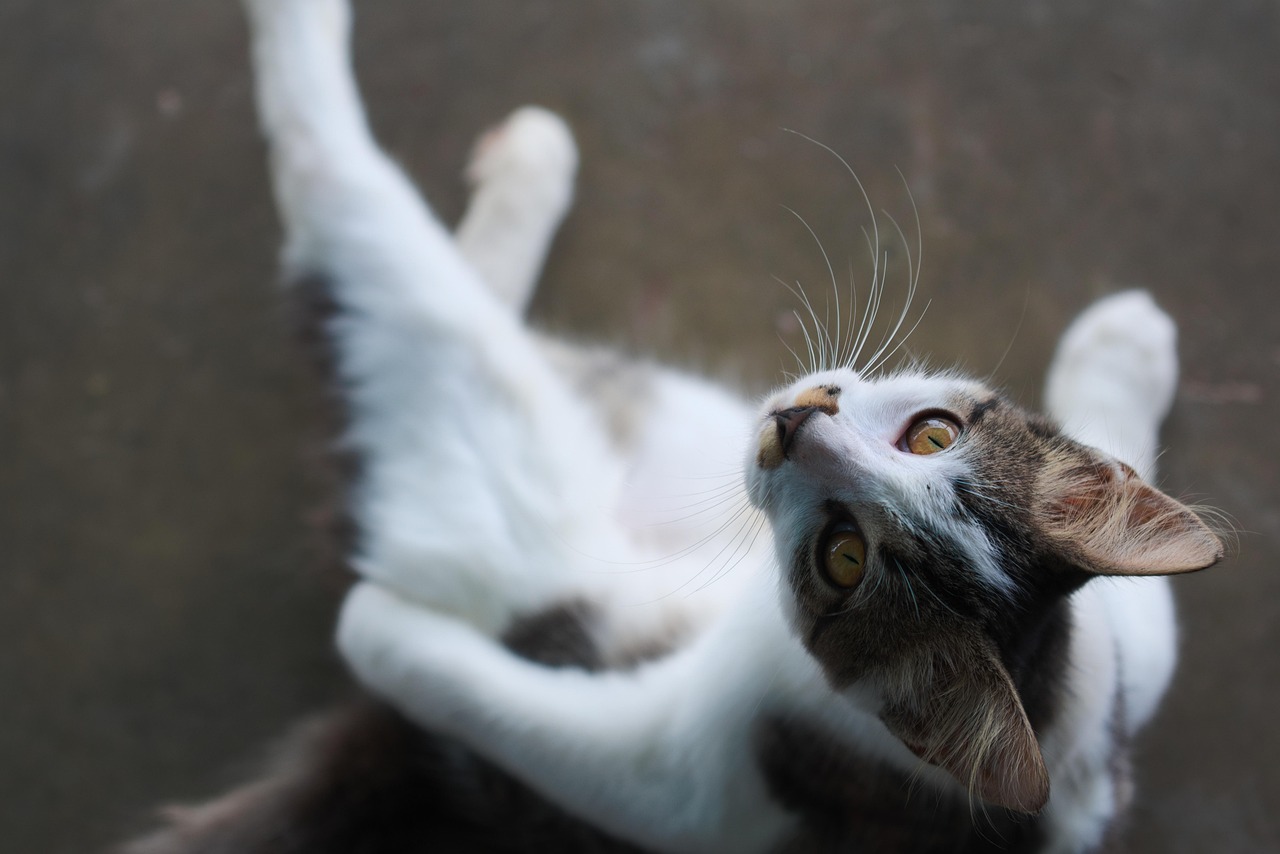Cat - free online jigsaw puzzle photo
