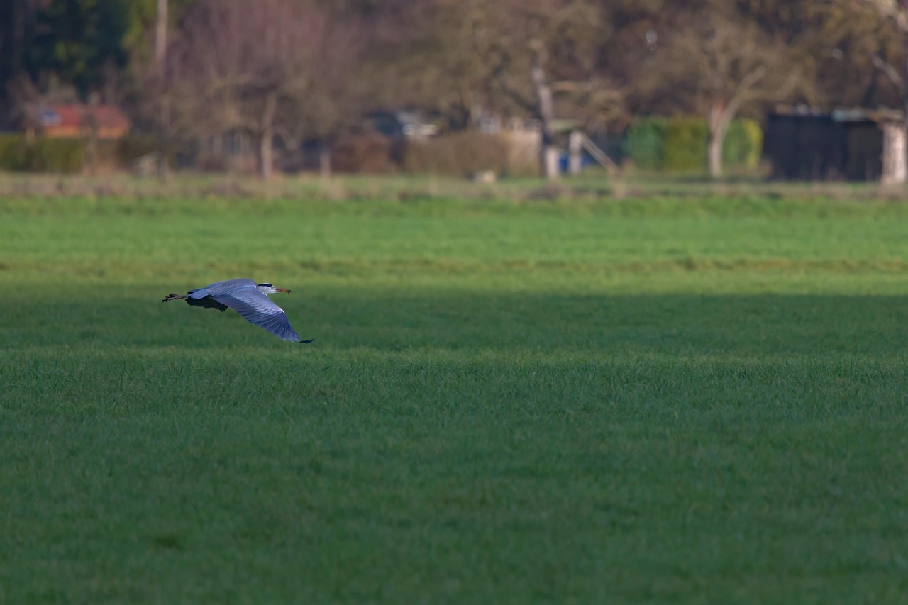 Heron Bird Green Grass Free photo on Pixabay Pixabay