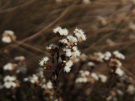 Baccharis Glutinosa, Natur, Botanik