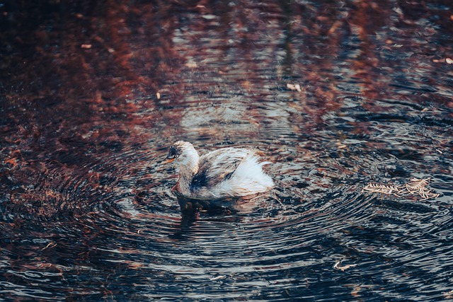 Pato, Pato Selvagem, Lago, Nadar, Agua