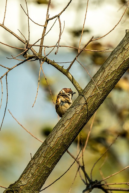 Pássaro, Ornitologia, Pardal, Natureza